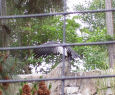 Harpy, bird of prey